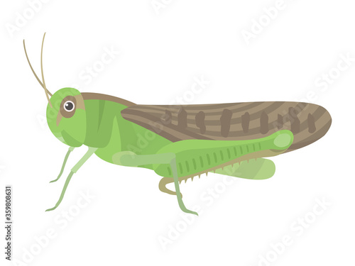 緑のバッタのイラスト