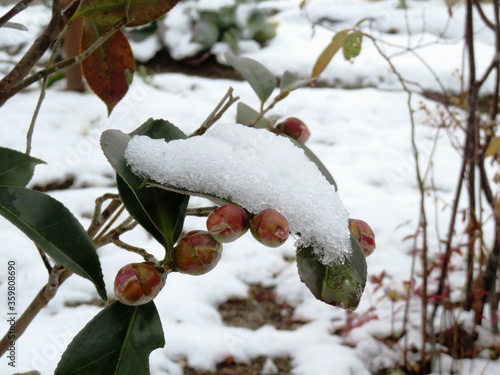 日本の田舎の風景　2月　雪と椿の実