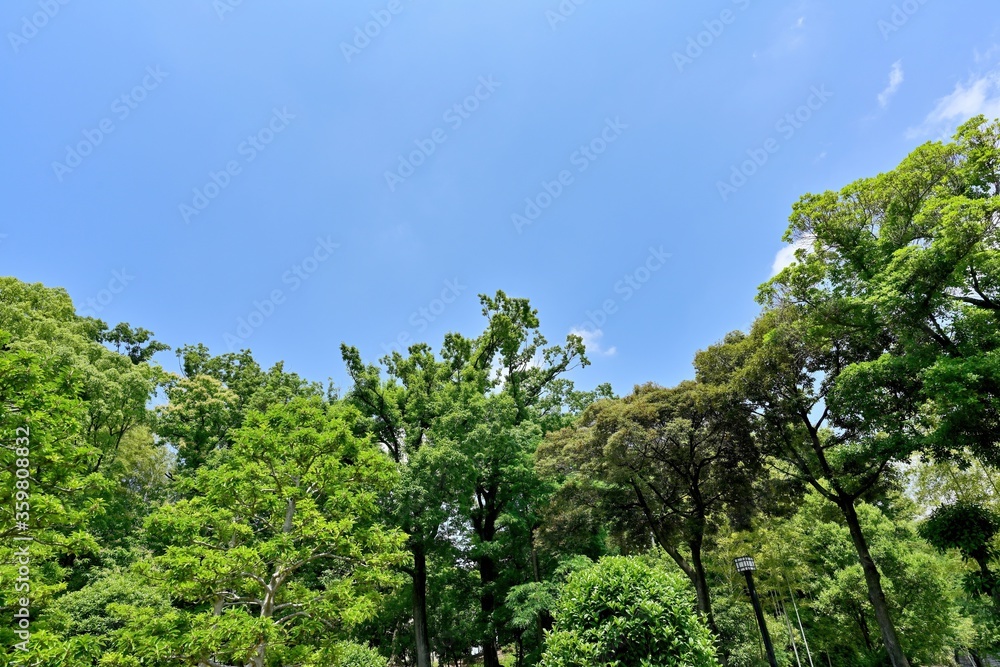 Fototapeta premium 青空バックに見る新緑に包まれた森の情景