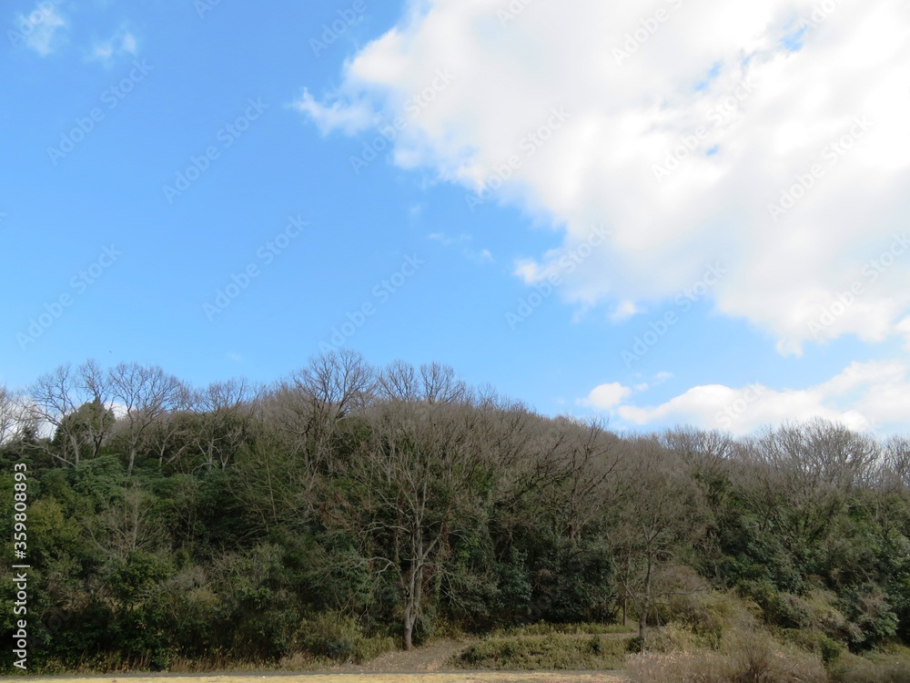 日本の田舎の風景　2月　早春の山の木々と青空