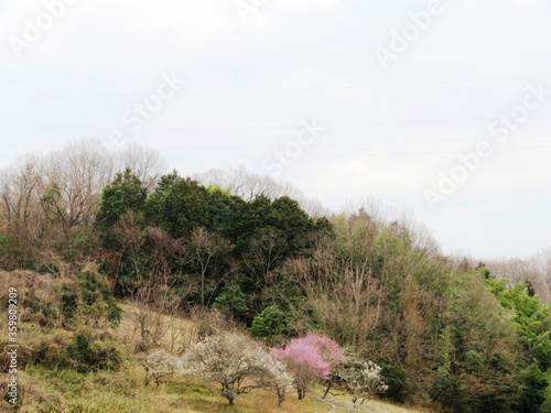 日本の田舎の風景　2月　紅白の梅の木　山の木々