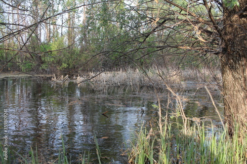 forest lake in a swampy pond among trees