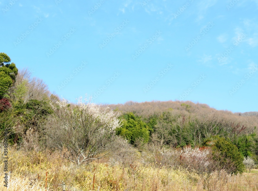 日本の田舎の風景 2月 花 梅の花と山の木々と青空 日本の田舎の風景 2月 花 梅の花と山の木々と青空
