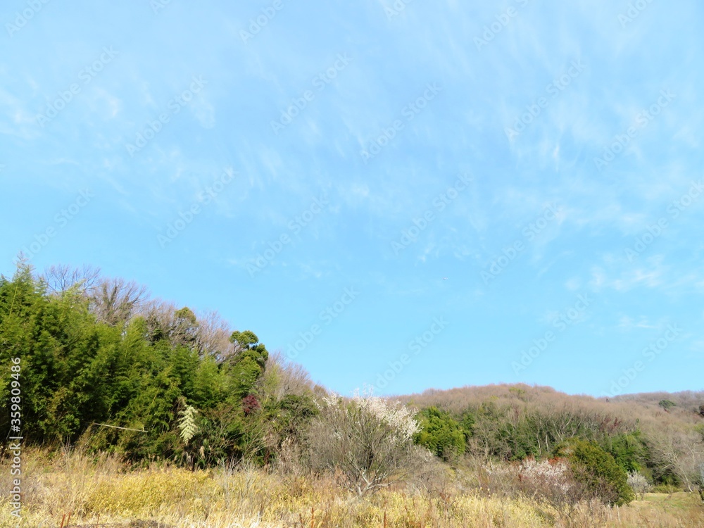日本の田舎の風景　2月　花　梅の花と山の木々と青空