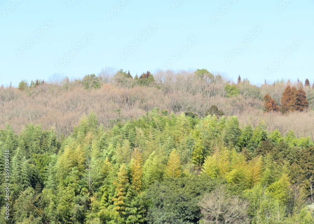 Fototapeta premium 日本の田舎の風景 2月 山の木々と青空