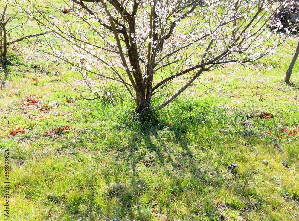 Fototapeta premium 日本の田舎の風景 2月 花 梅の花