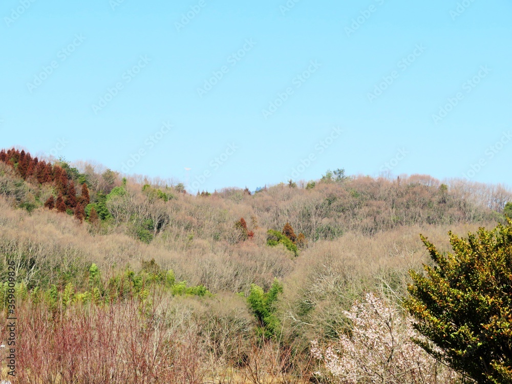 日本の田舎の風景　2月　花　梅の花と山の木々と青空