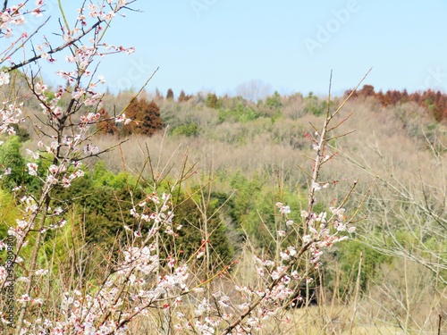 日本の田舎の風景　2月　花　梅の花と山の木々と青空