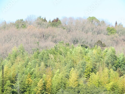 日本の田舎の風景　2月　山の木々と青空