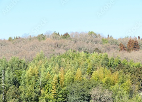 日本の田舎の風景　2月　山の木々と青空