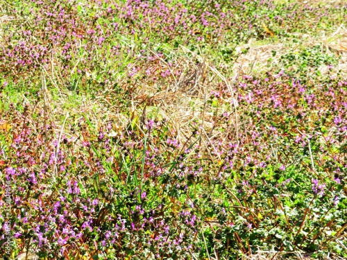 日本の田舎の風景　2月　野の花　ホトケノザ