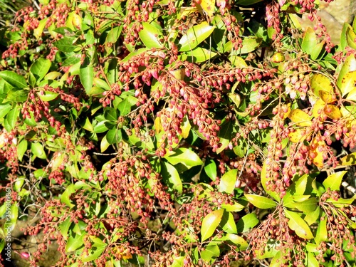 日本の田舎の風景　2月　花　アセビ（馬酔木）の蕾