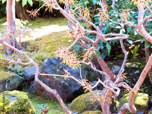 日本の田舎の風景　2月　花　マンサク