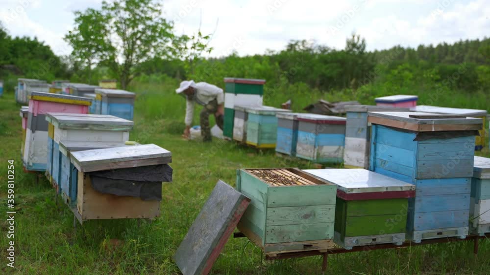 Beekeeper on apiary. Farmer is working with beehives on green nature background. Rows of wooden hives on grass. Beekeeping concept. Beekeeper on apiary. Farmer is working with beehives on green nature background. Rows of wooden hives on grass. Beekeeping concept.
