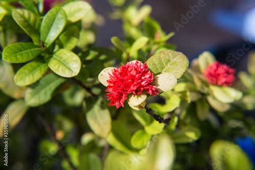 Red pin flowers from Thailand. This small flower species Thai people call it Dok Khem. photo