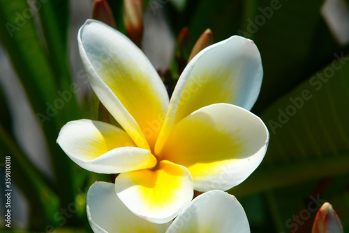 White Plumeria Flower