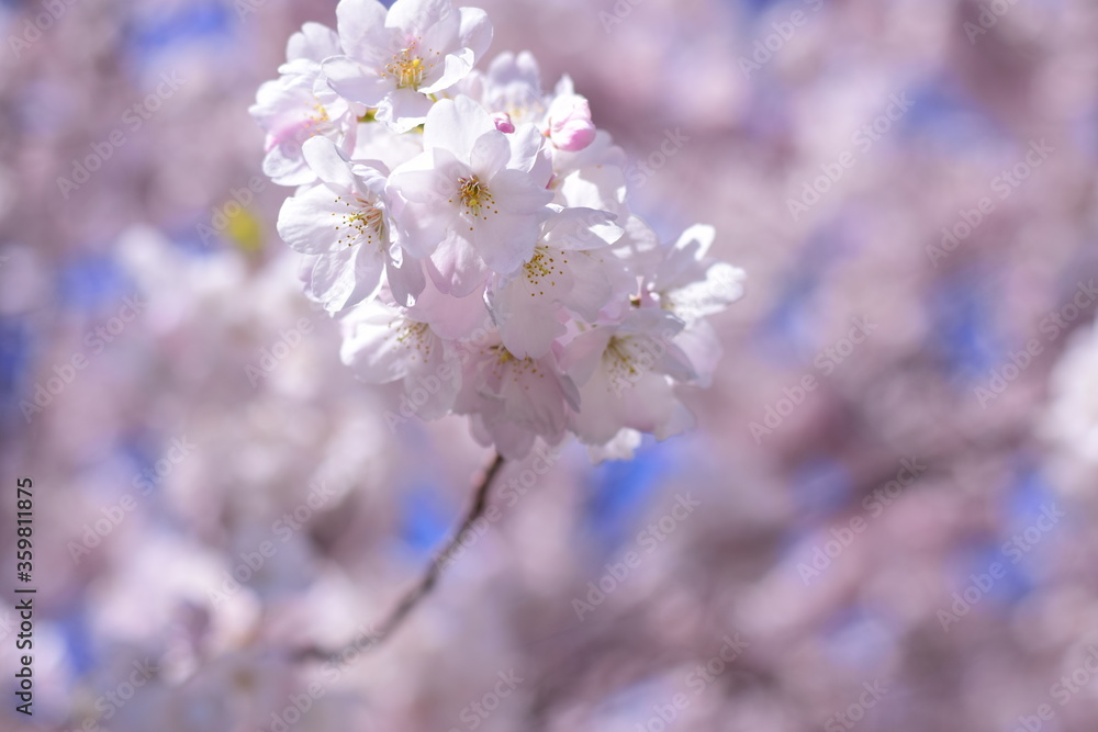pink cherry blossom trees closeup spring flowers pink cherry blossom trees closeup spring flowers
