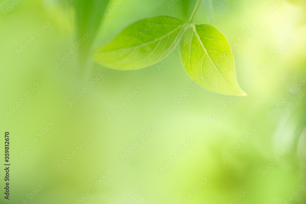 Green leaf on blurred greenery background in garden with copy space for text using as background natural green plants landscape, fresh wallpaper concept. Green leaf on blurred greenery background in garden with copy space for text using as background natural green plants landscape, fresh wallpaper concept.