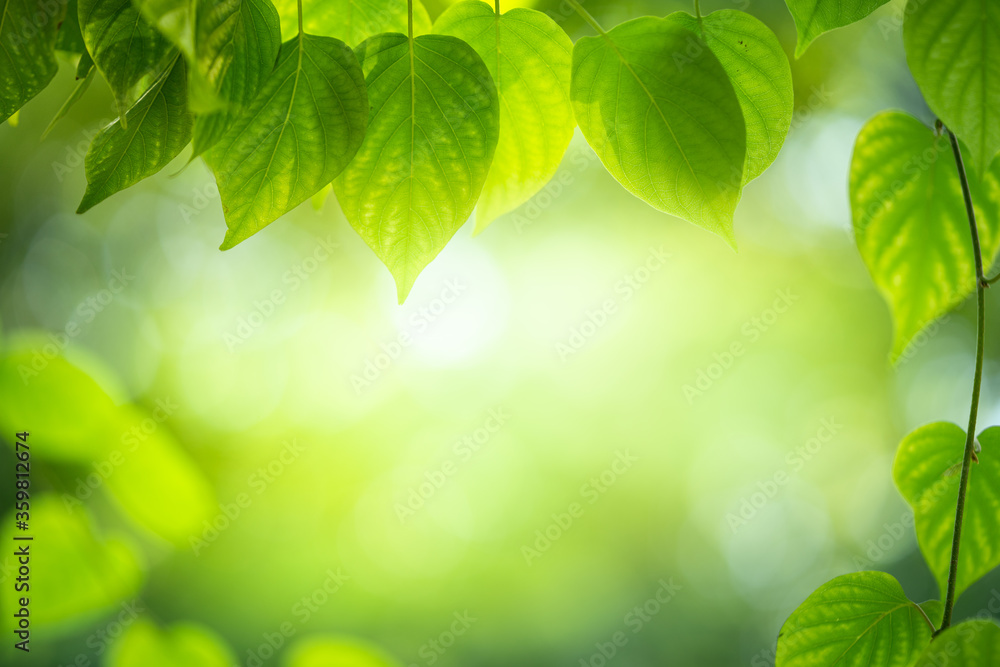 Green leaf on blurred greenery background in garden with copy space for text using as background natural green plants landscape, fresh wallpaper concept. Green leaf on blurred greenery background in garden with copy space for text using as background natural green plants landscape, fresh wallpaper concept.