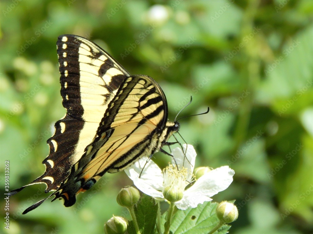 Fototapeta premium Eastern Tiger Swallowtail Butterfly