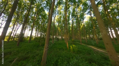 Aerial drone flight along empty trail in lush green forest photo