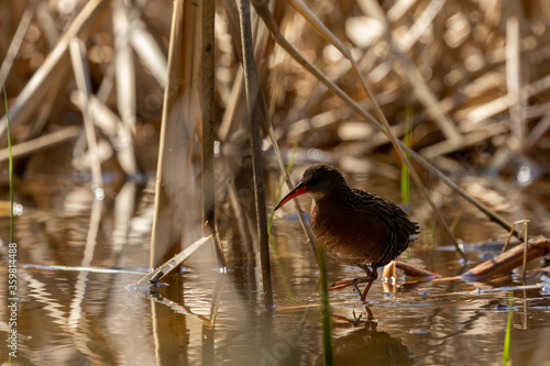  Virginia rail. Wading bird looking for food in the shallow overgrown waters of swamps and reeds