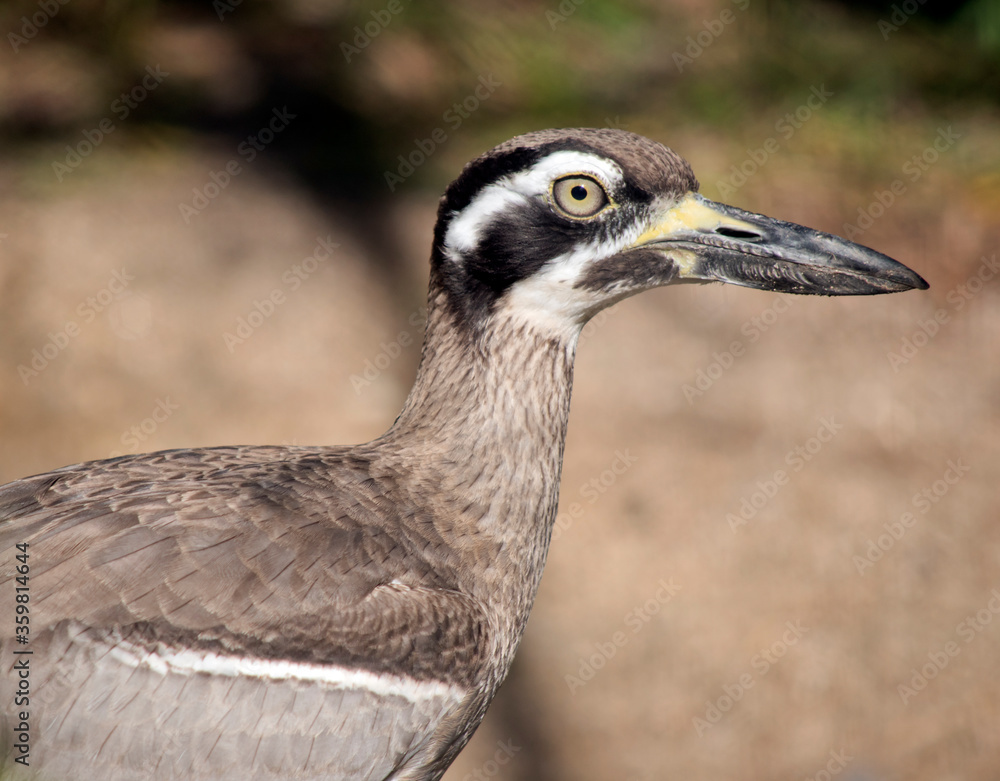the beach stone curlew is a brown and white bird the beach stone curlew is a brown and white bird