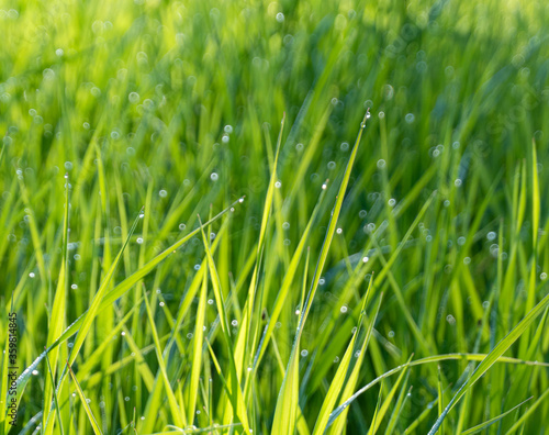 green grass with dew