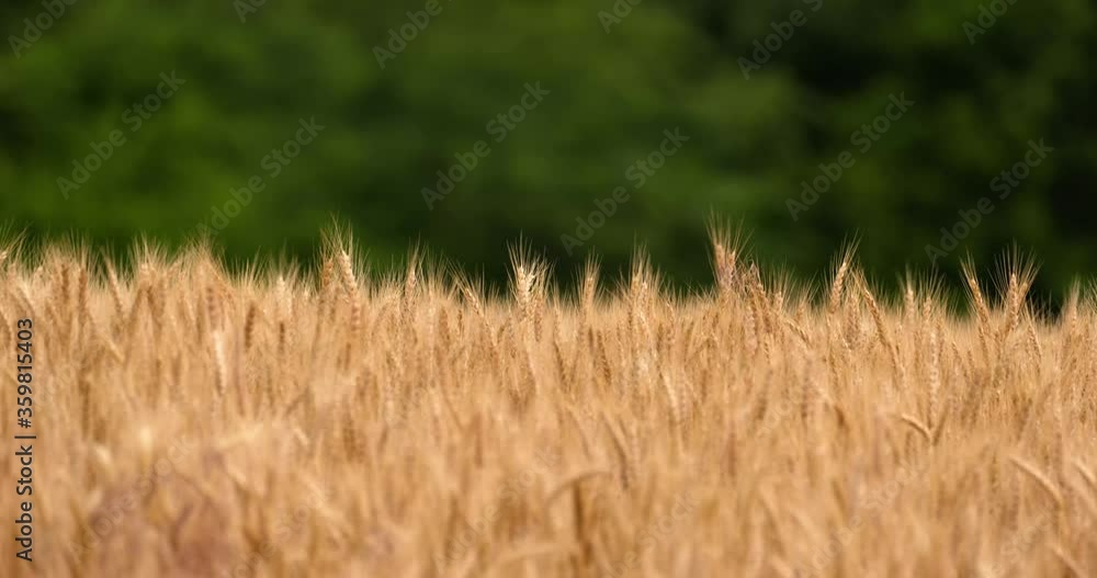 wheat stalks gently wave in front of a tree row