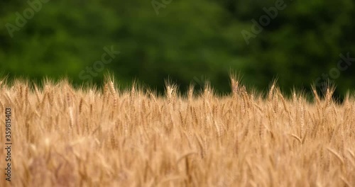 wheat stalks gently wave in front of a tree row