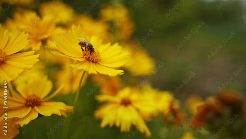 Bee on yellow flower. Bee collecting pollen on yellow flower Bee on yellow flower. Bee collecting pollen on yellow flower