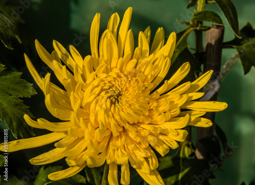 Closeup of yellow football mum