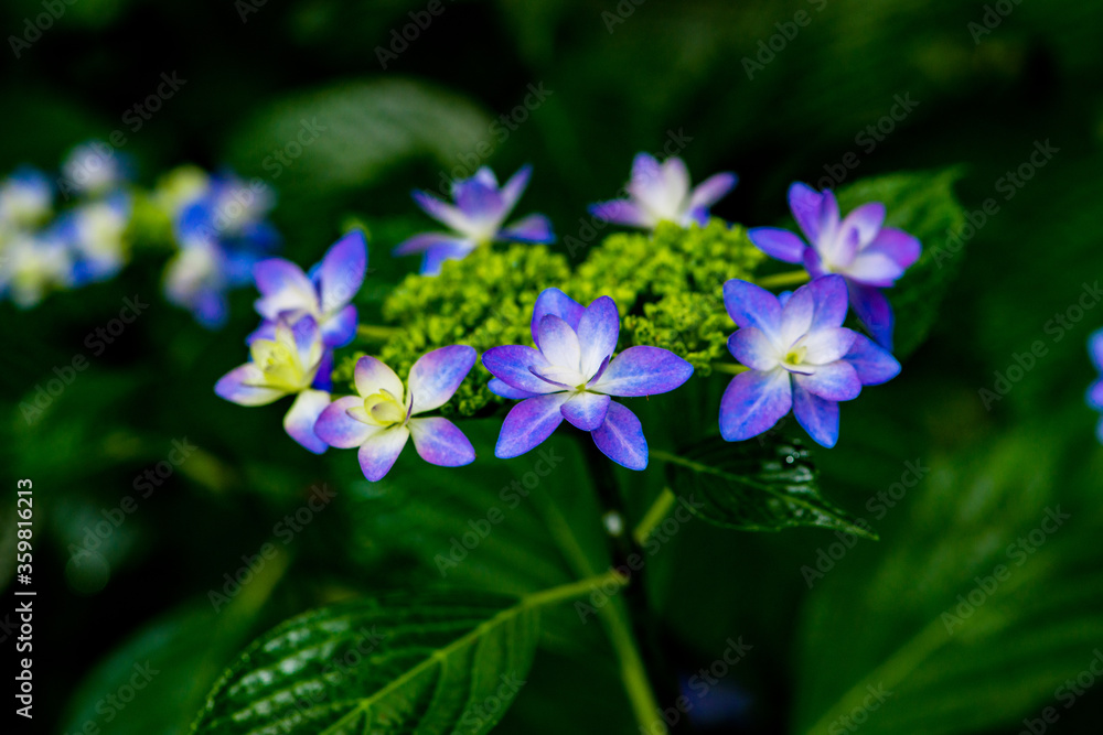 長崎鼻の紫陽花