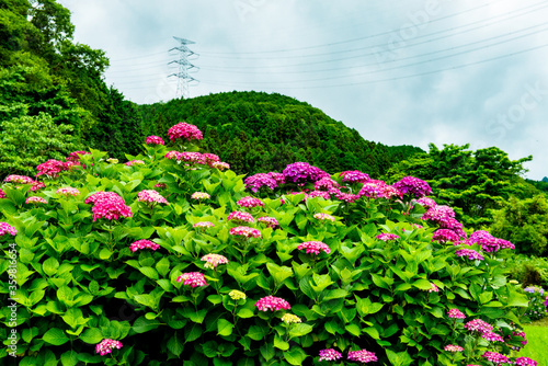 Wallpaper Mural 枝川内の紫陽花 Torontodigital.ca