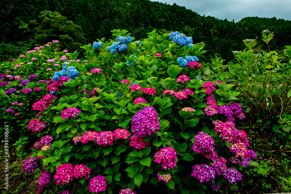 枝川内の紫陽花