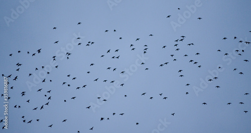 Bandada de pájaros en el cielo. photo