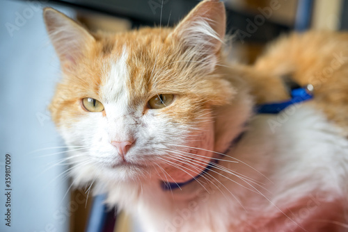 Abscess on the cat’s neck. Animals walking on the street are more likely to become infected. Scratches from fighting with other animals lead to inflammation. photo