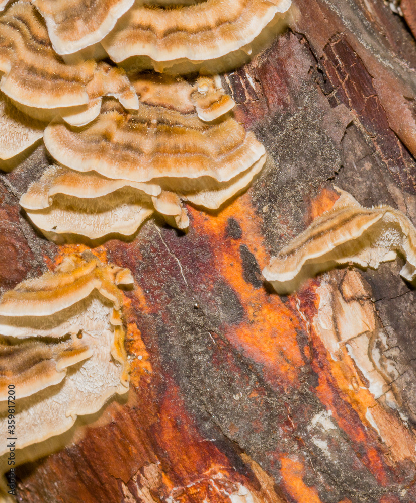 lichen on tree bark lichen on tree bark