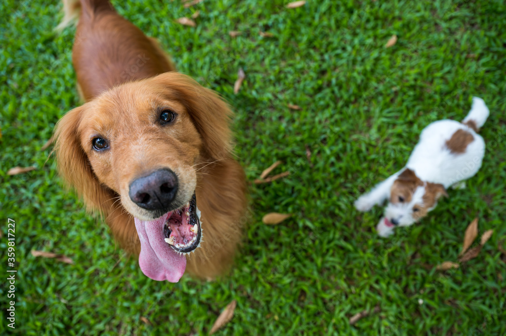 Golden Retriever and Jack Russell Terrier looking up at the camera Golden Retriever and Jack Russell Terrier looking up at the camera