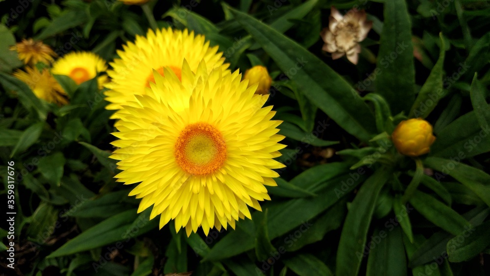 colorful of fresh flower in the garden colorful of fresh flower in the garden