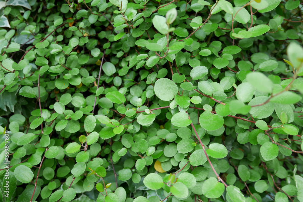 庭に茂るワイヤープランツ01