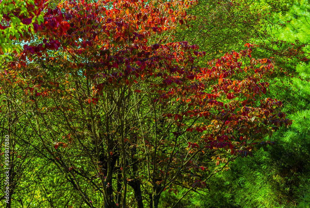 Korean Sun Pear tree with red leaves Korean Sun Pear tree with red leaves