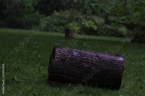 Wallpaper Mural piece of lumber in greens Torontodigital.ca