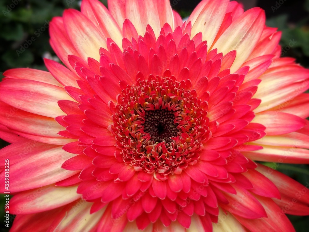 colorful of fresh flower in the garden colorful of fresh flower in the garden