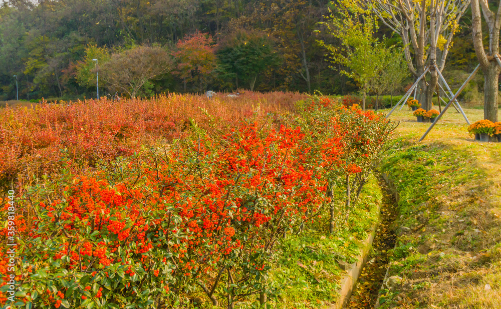 Field of bushes with red berries
