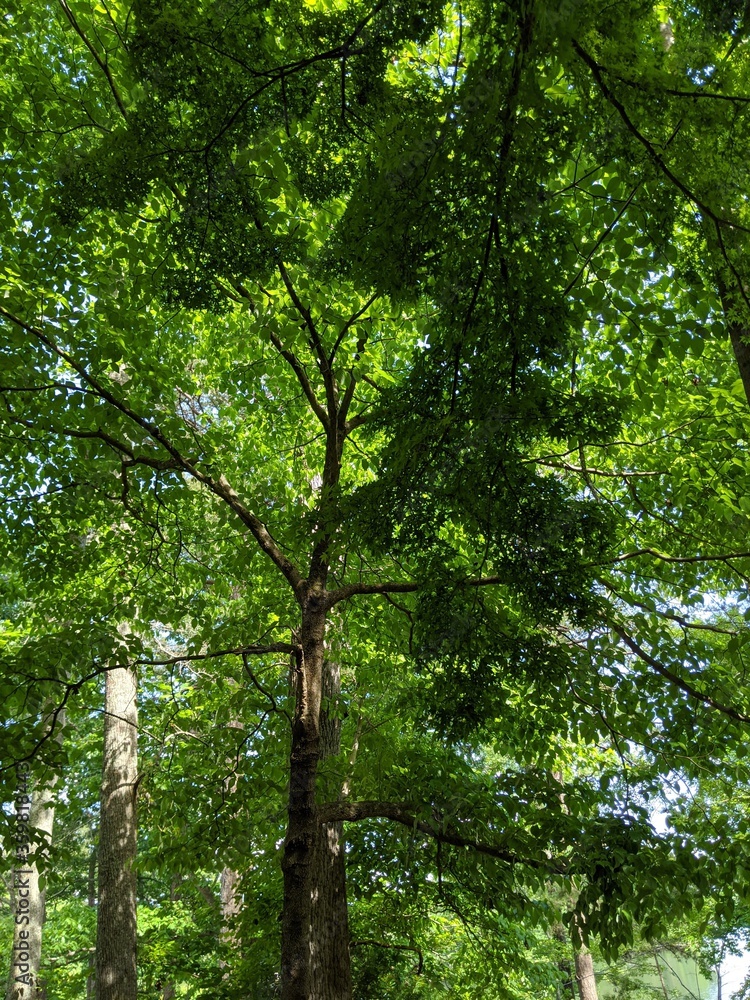 Obraz premium trees in the woods