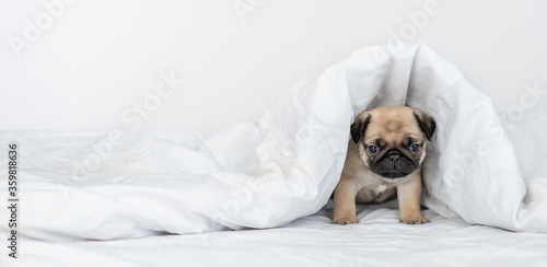 Tiny Pug puppy sits under warm blanket on the bed at home. Empty space for text