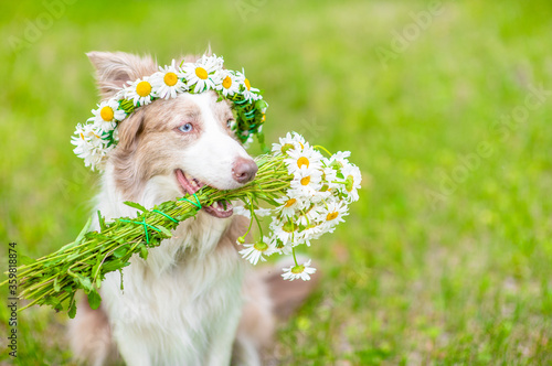 Border collie dog wearing wreath of daisies holds a bouquet of daisies in its mouth and sits on green summer grass. Empty space for text