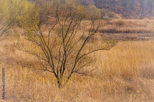 Leafless tree among tall golden grasses