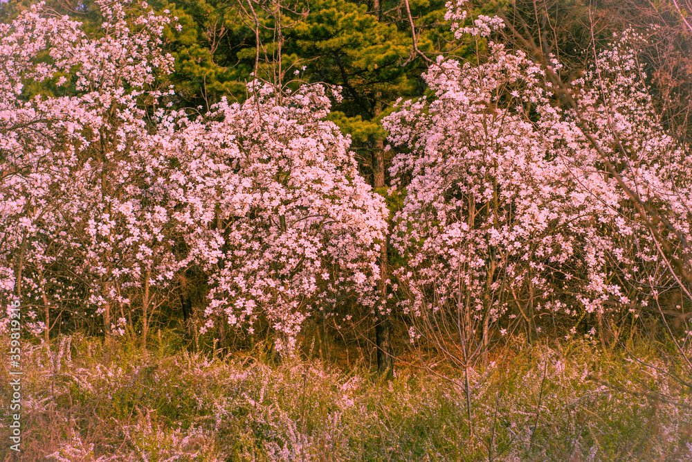 Beautiful cherry blossom trees